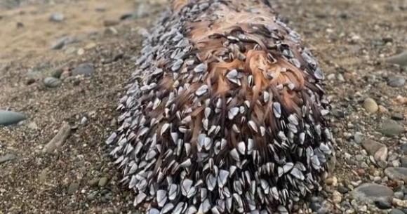 42 1 Anh Phat Hien Sinh Vat Ky Di O Bai Bien Khong Ngo La Gia Tai