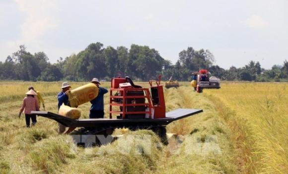 42 1 Da Co The Thuc Hien Chung Nhan Chung Loai Gao Thom Xuat Khau Sang Eu