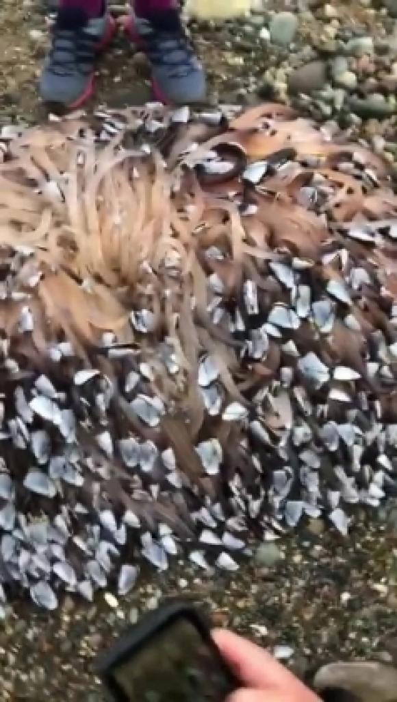 42 2 Anh Phat Hien Sinh Vat Ky Di O Bai Bien Khong Ngo La Gia Tai