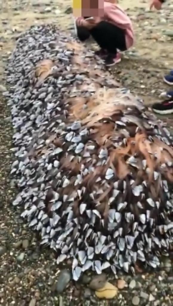 42 3 Anh Phat Hien Sinh Vat Ky Di O Bai Bien Khong Ngo La Gia Tai