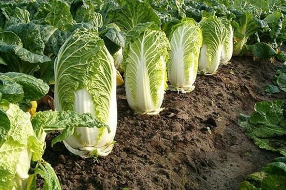 42 2 Bao Ve Suc Khoe Vao Mua Dong Chi Can An Nhieu 1 Rau 2 Viec Dung Gio Tranh 3 Qua Va Lam 4 Dieu