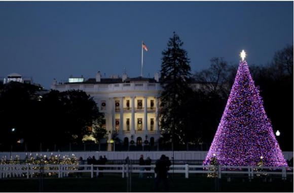 42 3 Y Nghia Va Nguon Goc Cua Cay Thong Giang Sinh