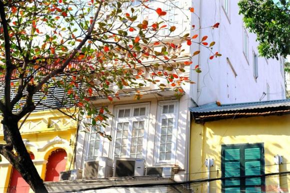 42 1 Ha Noi Ruc Ro Trong Sac Bang Thay La