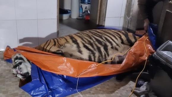 42 1 Vu Bat Ho Nam Trong Nha Dan O Ha Tinh Chu Nha La Nong Dan Co Nuoi Huou Lay Nhung