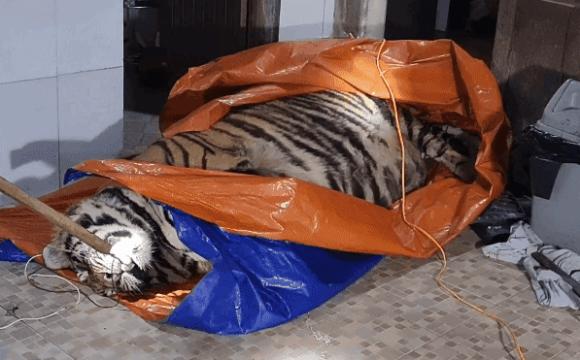 42 2 Vu Bat Ho Nam Trong Nha Dan O Ha Tinh Chu Nha La Nong Dan Co Nuoi Huou Lay Nhung