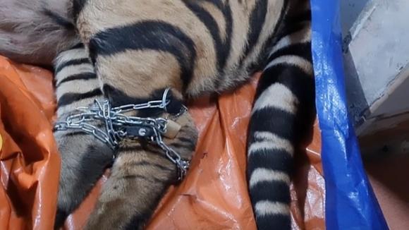 42 4 Vu Bat Ho Nam Trong Nha Dan O Ha Tinh Chu Nha La Nong Dan Co Nuoi Huou Lay Nhung