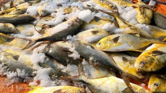 42 4 Ngu Dan Ha Tinh Trung Dam Loc Bien Thu Ve Hon 600 Trieu Dong