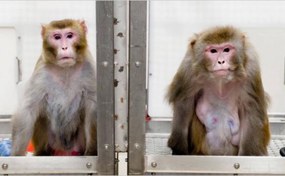 42 3 Cay Chip Nao Cho Khi De Choi Game Nhu Nguoi