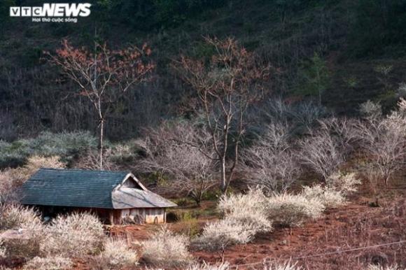 Ảnh: Lên cao nguyên xem hoa mận nở trắng rừng biên giới