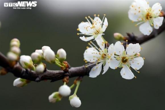 42 9 Anh Len Cao Nguyen Xem Hoa Man No Trang Rung Bien Gioi