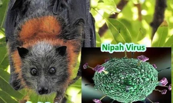 Virus Nipah gây phù não được cảnh báo có thể là đại dịch tiếp theo: Chưa có vắc-xin phòng bệnh và có thể ủ bệnh hơn 1 tháng