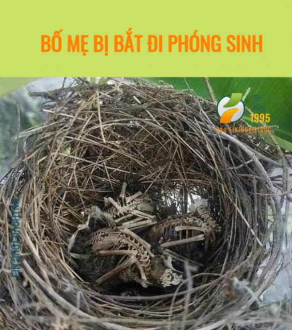 42 1 Phong Sinh Chuyen Cua Loai Chim