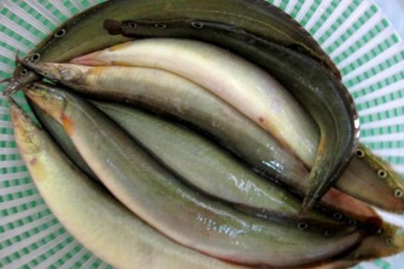 Loại cá vừa ngon lại rất tốt cho gan luôn sẵn có ở chợ Việt