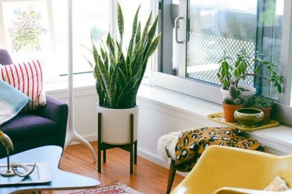 3 loại cây là "khắc tinh" của phòng ngủ, chớ mua kẻo rước bệnh tật và vận xui vào người