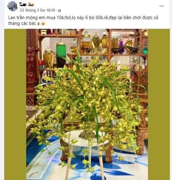 42 1 Loai Hoa Lan Vua Chua Chi May Chuc Ngan Dong Mua Ca Om Su That La The Nao