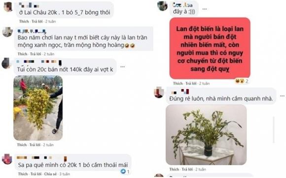 42 2 Loai Hoa Lan Vua Chua Chi May Chuc Ngan Dong Mua Ca Om Su That La The Nao