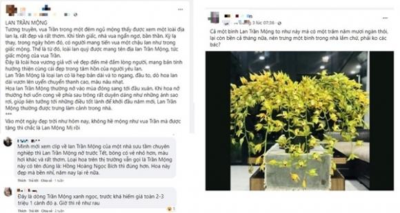 42 3 Loai Hoa Lan Vua Chua Chi May Chuc Ngan Dong Mua Ca Om Su That La The Nao