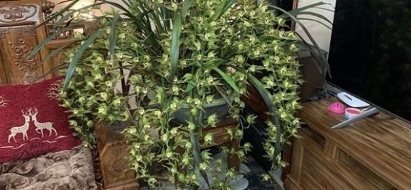 42 5 Loai Hoa Lan Vua Chua Chi May Chuc Ngan Dong Mua Ca Om Su That La The Nao