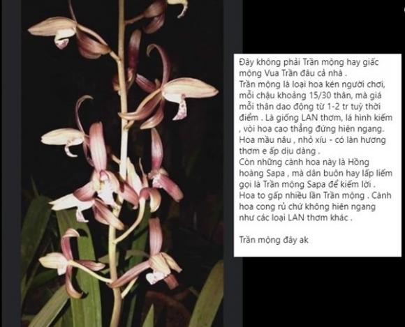 42 6 Loai Hoa Lan Vua Chua Chi May Chuc Ngan Dong Mua Ca Om Su That La The Nao