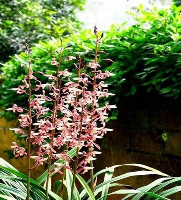 42 8 Loai Hoa Lan Vua Chua Chi May Chuc Ngan Dong Mua Ca Om Su That La The Nao