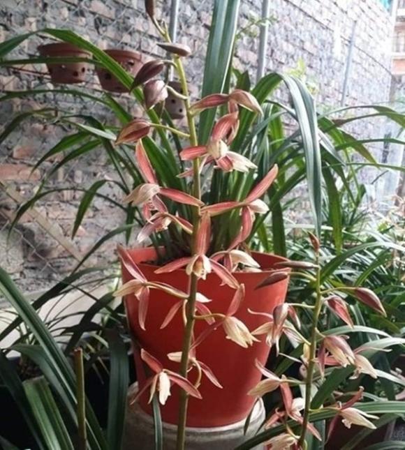 42 9 Loai Hoa Lan Vua Chua Chi May Chuc Ngan Dong Mua Ca Om Su That La The Nao