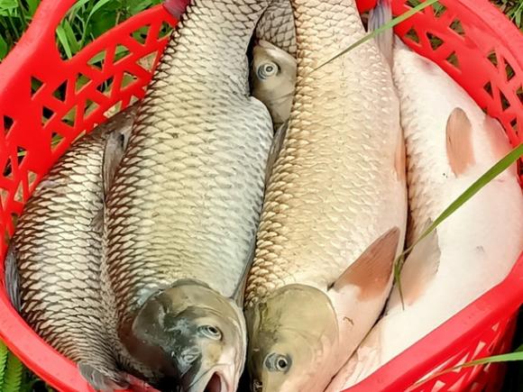 42 3 Ca Lai Chet Hang Loat Tren Song Ma Hon 14 Tan Chi Trong Ngay 14 4