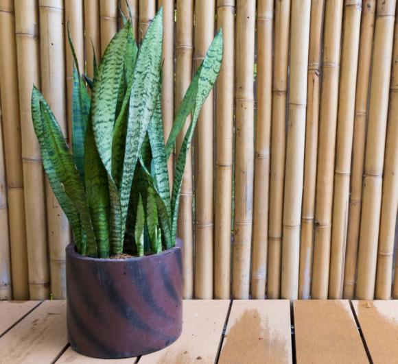 42 4 10 Loai Cay Canh Nen Trong Trong Nha Vi Vua Thanh Loc Khong Khi Lai Giup Gia Chu Tan Tai Tan Loc