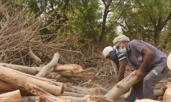 42 1 Thieu Cui Hoa Tang New Delhi Chat Cay Cong Vien