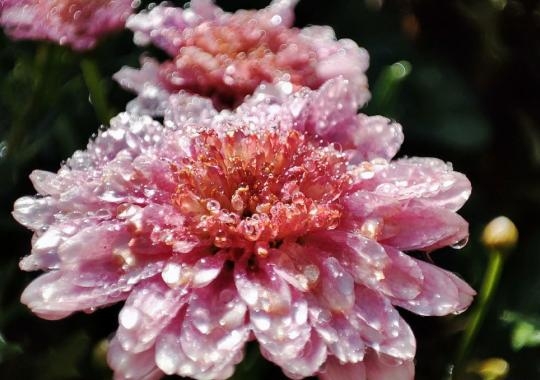 2 Chong Buong Loi Ngot Ngao Voi Cac Co Gai Tren Mang