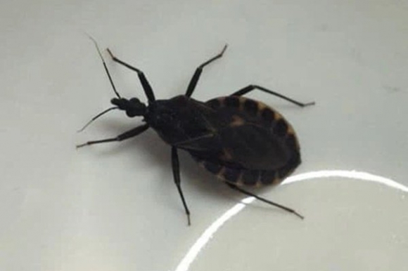 1 Be Gai 12 Tuoi Bi Soc Phan Ve Do Bo Xit Hut Mau Dot