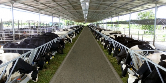 1 Hang Tram Tan Sua Bo Nhan Cua Ba Con Nong Truong Song Hau Co Nguy Co Phai Do