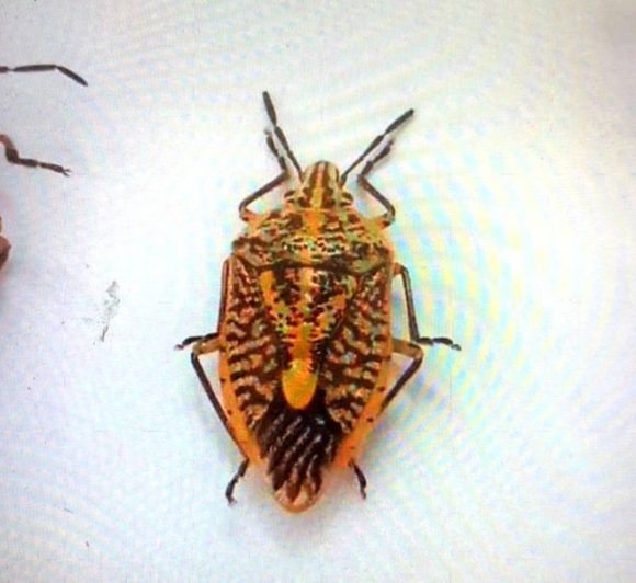 1 An Nua Can Bo Xit 7 Nguoi Trong Gia Dinh Ngo Doc Mot Nguoi Hut Chet