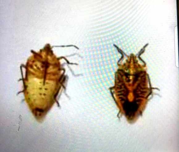 2 An Nua Can Bo Xit 7 Nguoi Trong Gia Dinh Ngo Doc Mot Nguoi Hut Chet