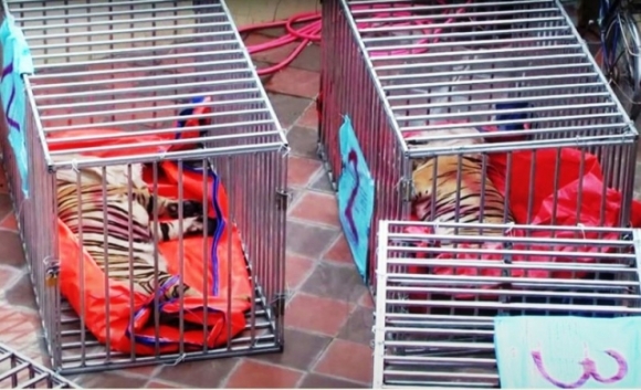 2 Bat Tam Giam 1 Bi Can Trong Vu Nuoi Nhot 17 Con Ho Duoi Ham