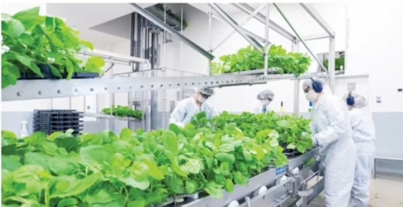 Hai nhà khoa học ''trồng phân tử'' để chế vaccine COVID-19 từ thực vật