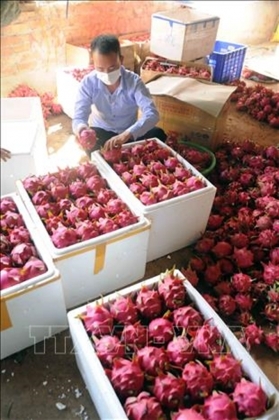 3 Son La Xuat Khau 10 Tan Thanh Long Ruot Do Sang Lien Bang Nga