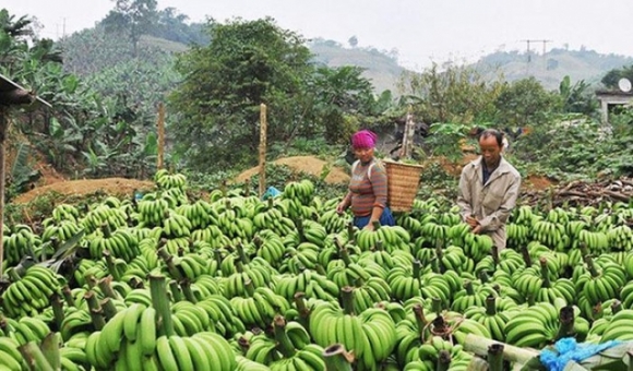 1 Trung Quoc Ngung Mua Hon 20000 Tan Chuoi Chua Biet Ban Di Dau