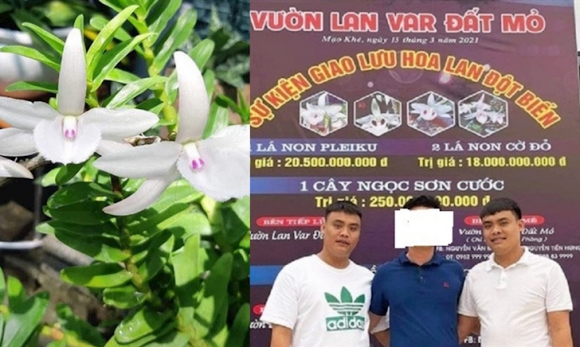 1 Anh Em Dai Gia Lan Dot Bien Quang Ninh Co The Doi Mat Ban An 7 Nam Tu Phat 7 Ty Dong