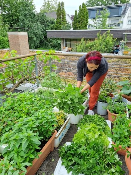 3 Rau Sieu Thi Dat Do Nguoi Phu Nu Goc Viet Bien Ban Cong Thanh Vuon O Chau Au