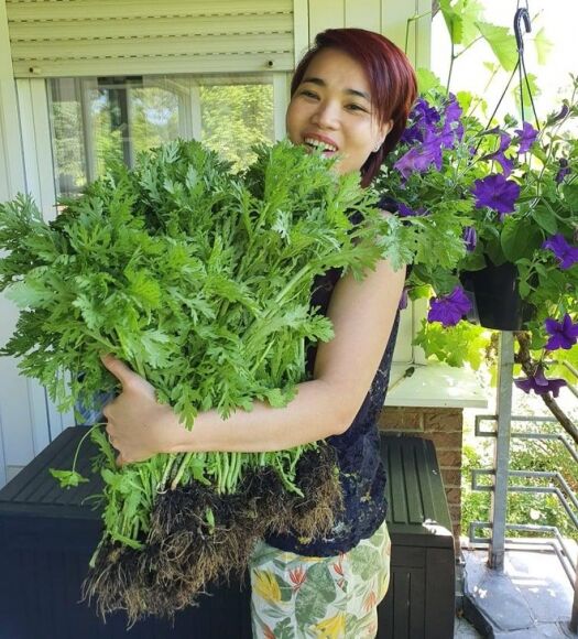 7 Rau Sieu Thi Dat Do Nguoi Phu Nu Goc Viet Bien Ban Cong Thanh Vuon O Chau Au