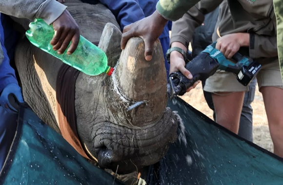 1 Cai Gia Phai Tra De Duoc Song Giai Cuu Te Giac Nam Phi Bang Cach Cua Sung Cua Chung