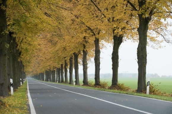 6 Dam Say Sac Vang Mua Thu Nuoc Duc