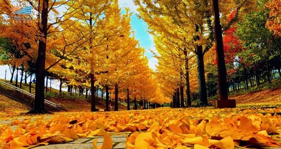 Sắc vàng mùa thu nước Đức trong veo, cổ kính