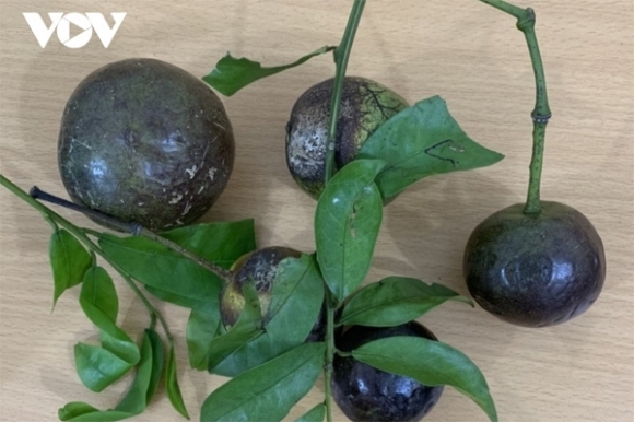 1 17 Hoc Sinh Nhap Vien Co 1 Tre Tu Vong Sau Khi An Qua Hong Chau