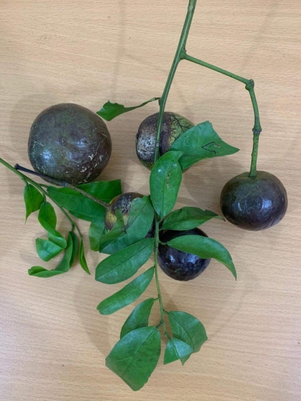 1 Mot Tre Tu Vong 16 Em Cap Cuu Sau An Qua Hong Chau