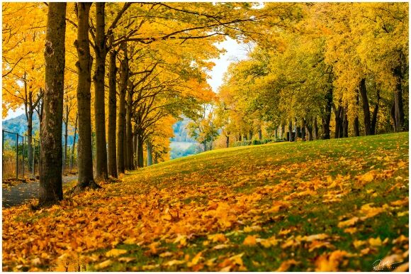 5 Thu Vang Nuoc Duc Dep Ngat Ngay Trong Bo Anh Cua Du Hoc Sinh Viet