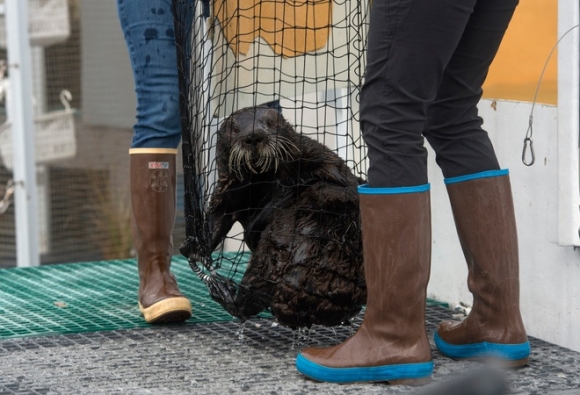 1 My Tiem Vac Xin Cho 8 Rai Ca Bien Sau Khi 5 Su Tu Bi Nhiem Covid 19