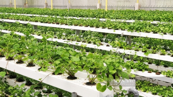 3 Nguoi Dau Tien O Viet Nam Trong Rau Ma Thuy Canh Lieu Nen An 40 Trieu Dongthang