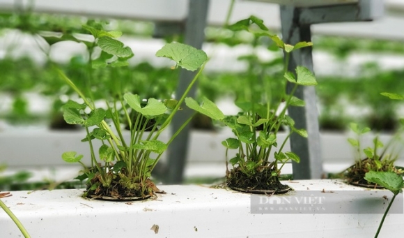 4 Nguoi Dau Tien O Viet Nam Trong Rau Ma Thuy Canh Lieu Nen An 40 Trieu Dongthang