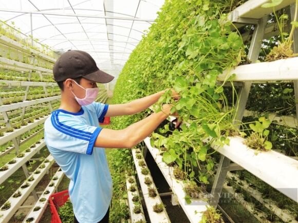 7 Nguoi Dau Tien O Viet Nam Trong Rau Ma Thuy Canh Lieu Nen An 40 Trieu Dongthang